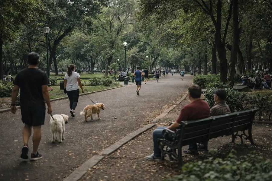 people walking dogs and jogging in Parque Mexico Condesa Mexico City